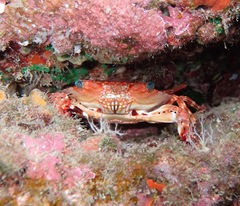 Goniosupradens hawaiensis