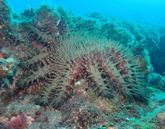 Acanthaster planci