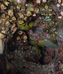 Priolepis aureoviridis