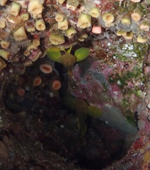 Priolepis aureoviridis