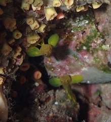 Priolepis aureoviridis