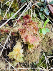 Sphagnum magellanicum