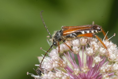 Stenopterus rufus