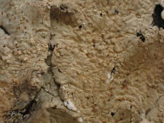 Marchandiomyces corallinus