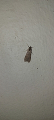 Nomophila noctuella
