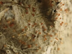 Marchandiomyces corallinus