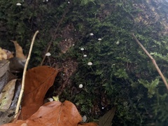 Mycena epipterygia