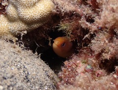 Gymnothorax melatremus