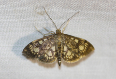 Anania stachydalis