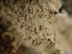 Marchandiomyces corallinus