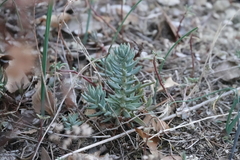 Petrosedum