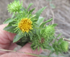 Grindelia nuda