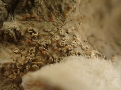 Marchandiomyces corallinus