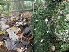 Mycena epipterygia
