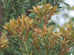 Lyonia ferruginea