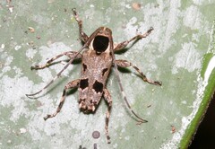 Colobothea assimilis