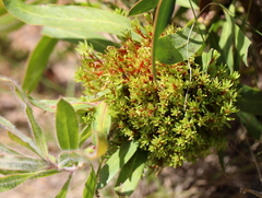 Protea witches broom phytoplasma