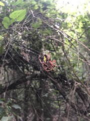 Eriophora