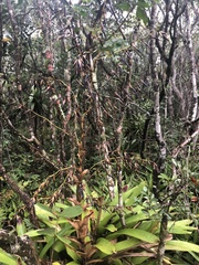 Vriesea philippocoburgi