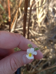 Nemesia fruticans
