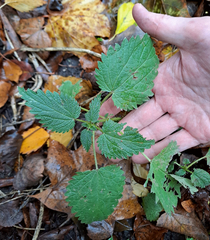 Urtica dioica