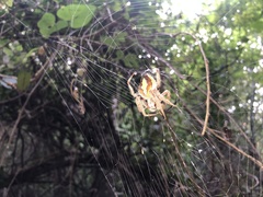 Eriophora