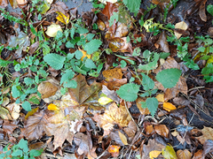 Urtica dioica