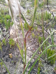 Moraea bituminosa