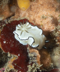 Doriprismatica atromarginata