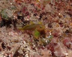Priolepis aureoviridis