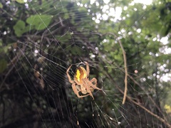 Eriophora