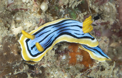 Chromodoris elisabethina
