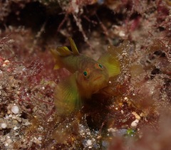 Priolepis aureoviridis