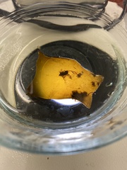 Membranipora membranacea