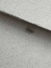 Menemerus bivittatus