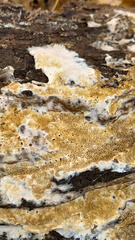 Serpula himantioides