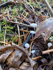 Strobilurus trullisatus