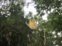 Eriophora