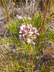 Serruria rubricaulis