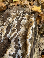 Serpula himantioides