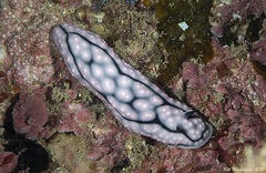 Phyllidiella