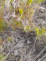 Serruria rubricaulis