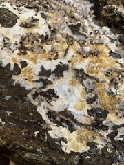 Serpula himantioides