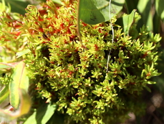 Protea witches broom phytoplasma