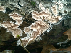 Etheirodon fimbriatum