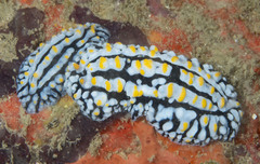 Phyllidia varicosa