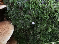 Mycena epipterygia