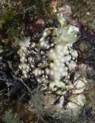Goniobranchus