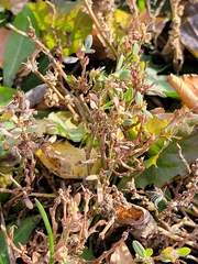 Polygonum aviculare