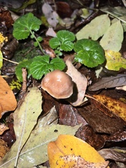 Gymnopus brassicolens